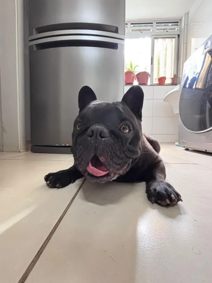 Cachorro raça Bulldog idade 4 anos nome Alfredo