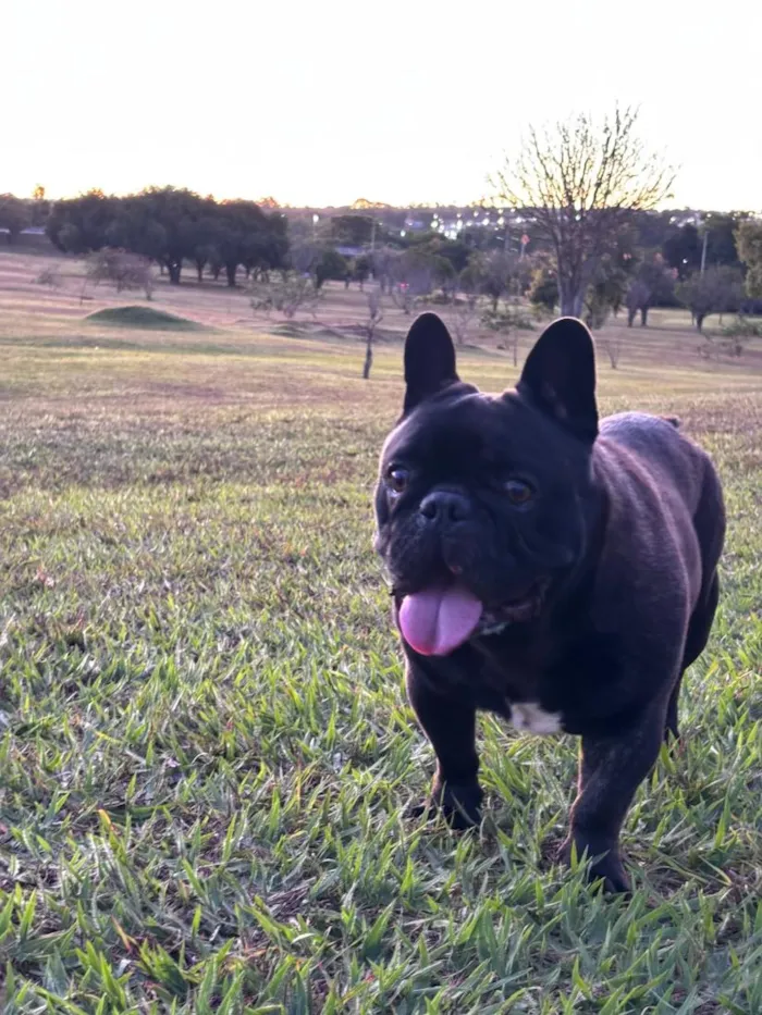 Cachorro raça Bulldog idade 4 anos nome Alfredo
