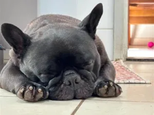 Cachorro raça Bulldog idade 4 anos nome Alfredo