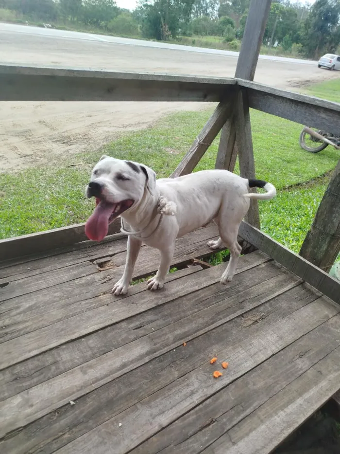 Cachorro raça Pit-Bull idade 2 anos nome Bob