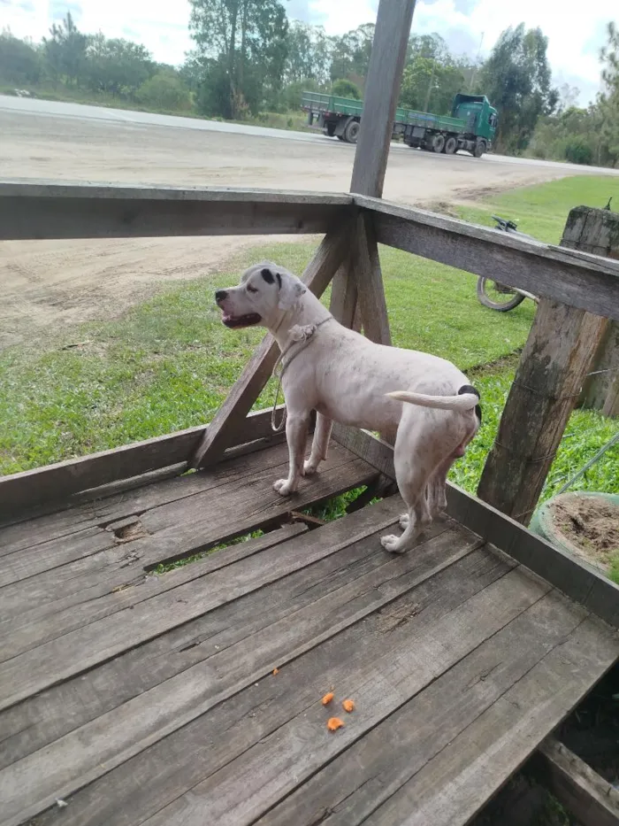Cachorro raça Pit-Bull idade 2 anos nome Bob