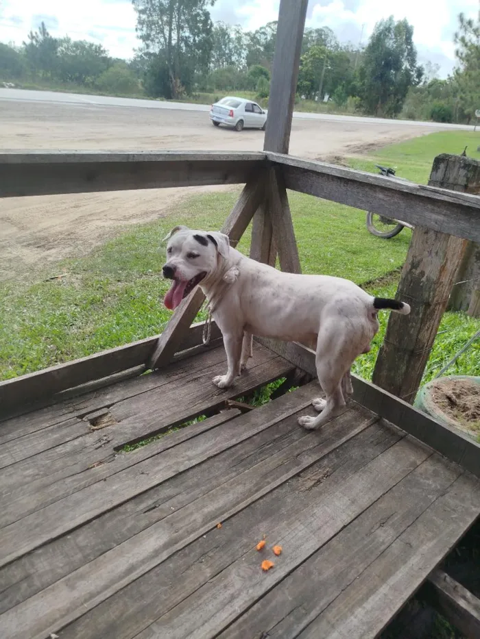 Cachorro raça Pit-Bull idade 2 anos nome Bob