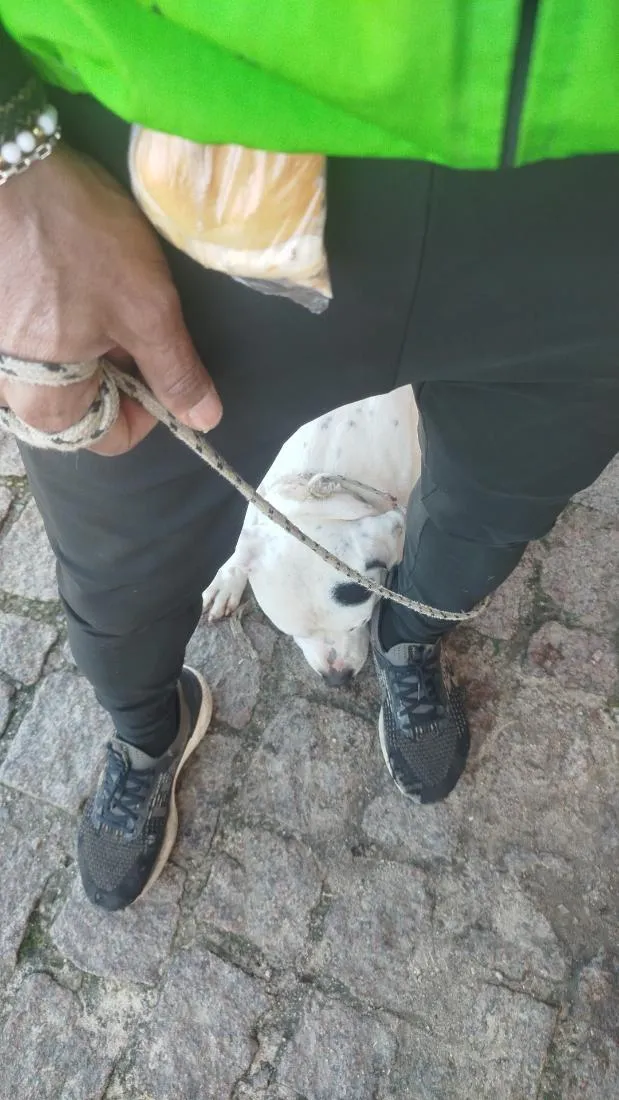 Cachorro raça Pit-Bull idade 2 anos nome Bob