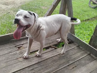 Cachorro raça Pit-Bull idade 2 anos nome Bob