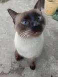 Logan