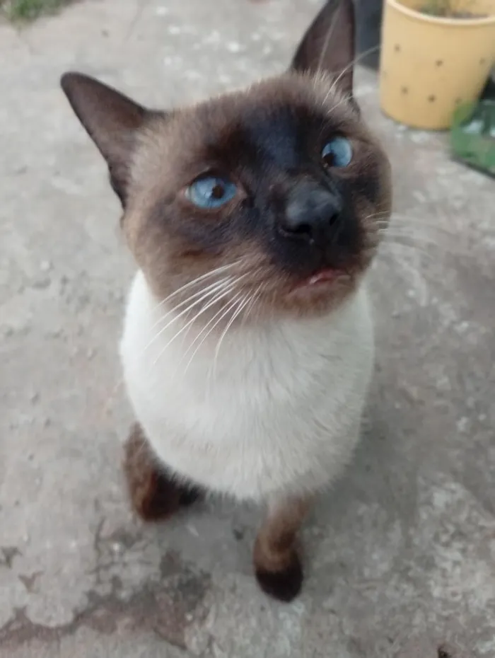 Gato raça Siamês idade 7 a 11 meses nome Logan