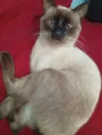 Logan