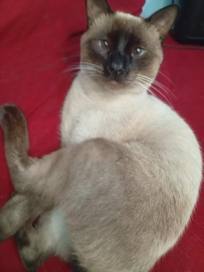 Gato raça Siamês idade 7 a 11 meses nome Logan