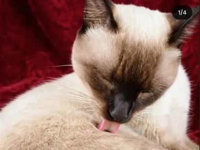 Gato raça Siamês idade 7 a 11 meses nome Logan