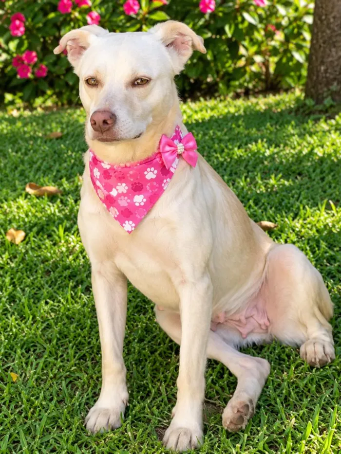 Cachorro raça SRD-ViraLata idade 2 anos nome Monalisa