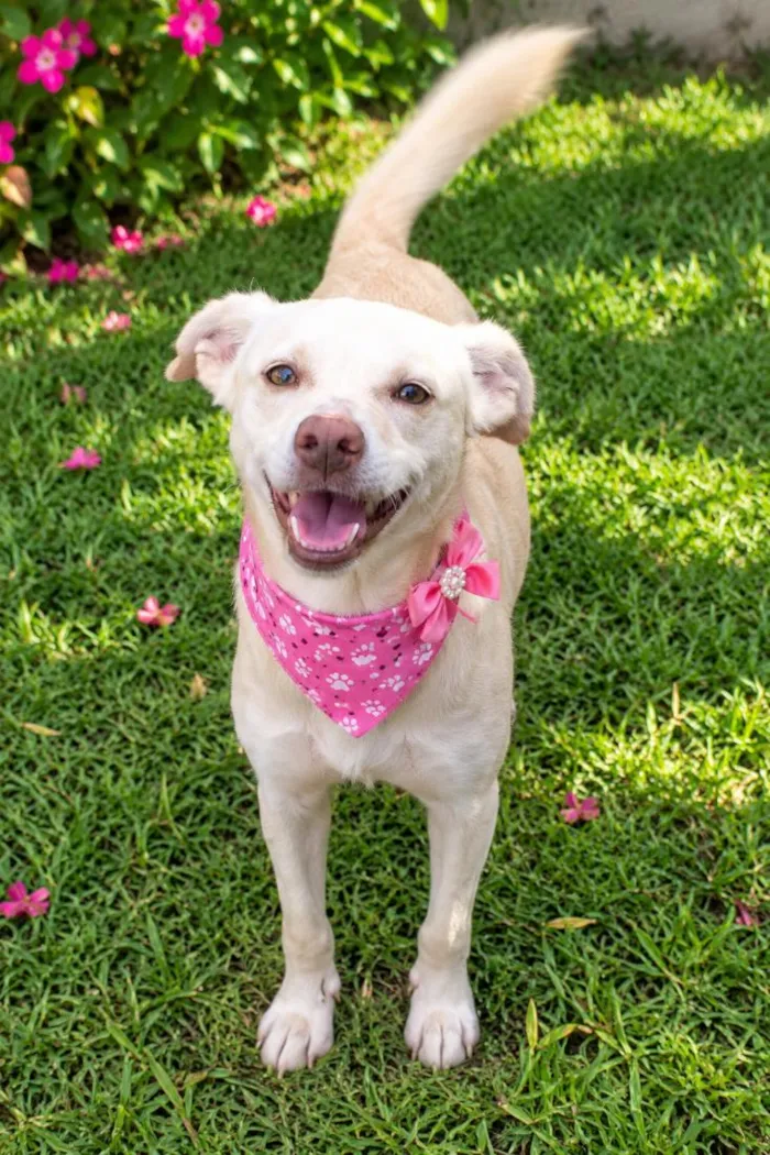 Cachorro raça SRD-ViraLata idade 2 anos nome Monalisa