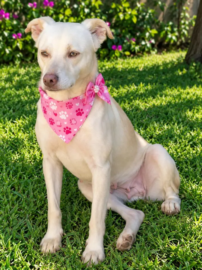 Cachorro raça SRD-ViraLata idade 2 anos nome Monalisa