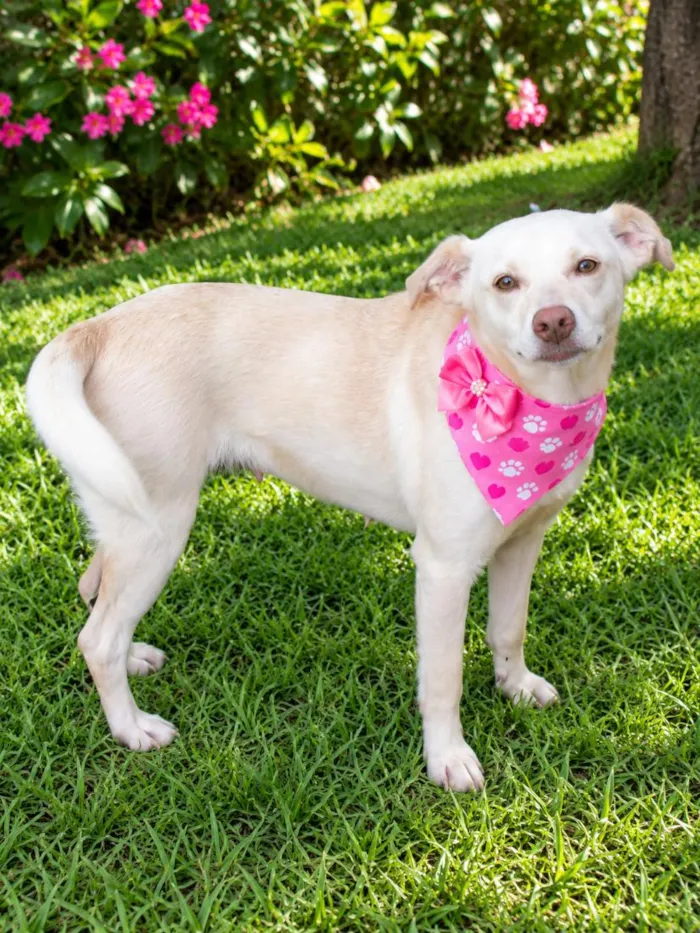 Cachorro raça SRD-ViraLata idade 2 anos nome Monalisa