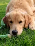 Bacana Golden Retriever 