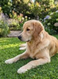 Bacana Golden Retriever 