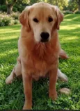 Bacana Golden Retriever 