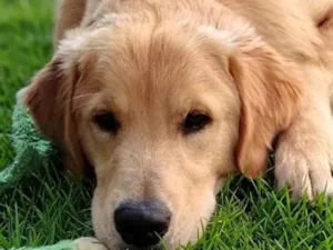Cachorro raça SRD-ViraLata idade 1 ano nome Bacana Golden Retriever 