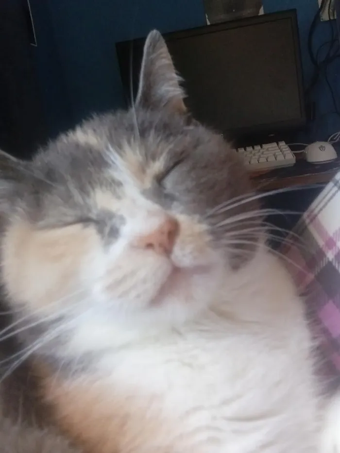 Gato raça SRD-ViraLata idade 3 anos nome Gamora