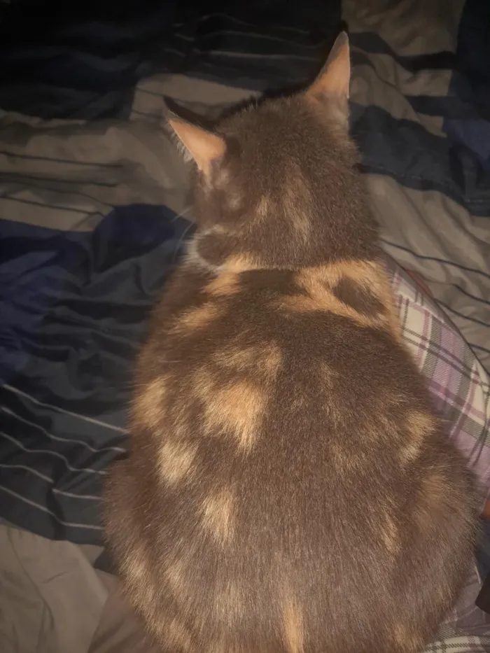 Gato raça SRD-ViraLata idade 3 anos nome Gamora