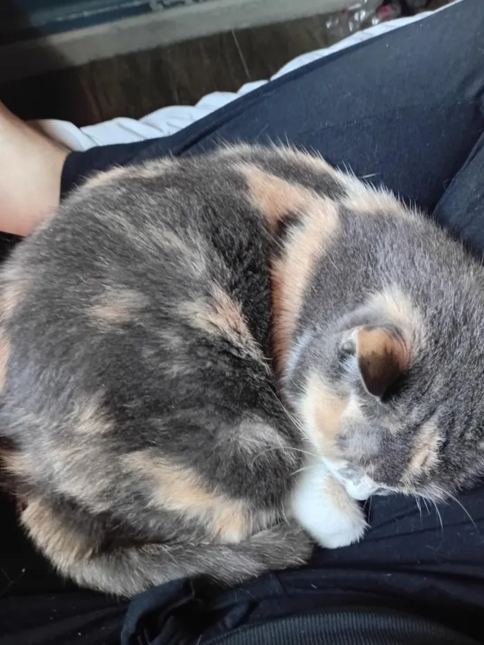 Gato raça SRD-ViraLata idade 3 anos nome Gamora