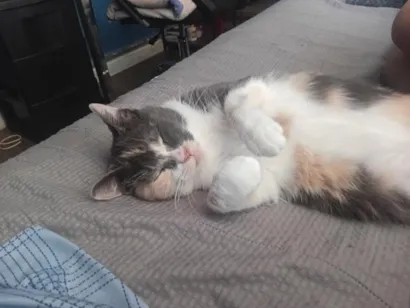 Gato raça SRD-ViraLata idade 3 anos nome Gamora