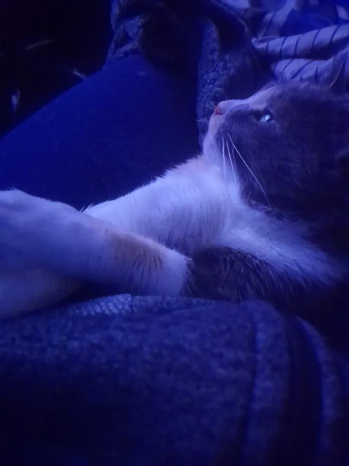 Gato raça SRD-ViraLata idade 3 anos nome Gamora