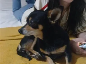 Cachorro raça Pinscher idade 6 ou mais anos nome não sei