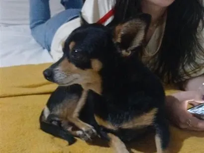 Cachorro raça Pinscher idade 6 ou mais anos nome não sei