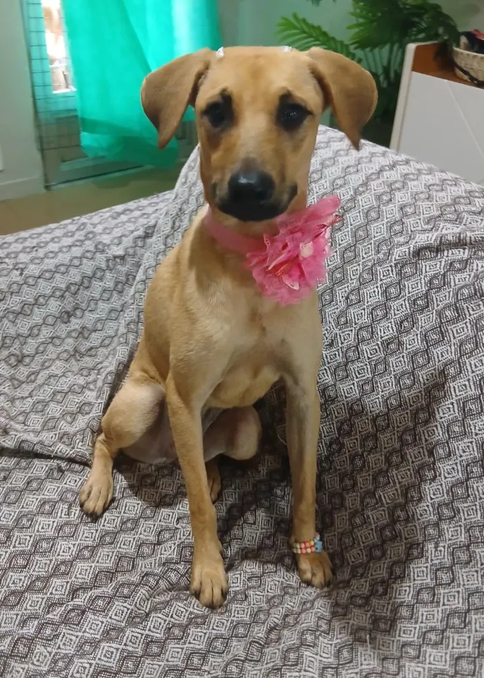 Cachorro raça SRD-ViraLata idade 1 ano nome sofia