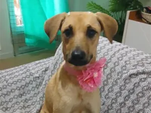 Cachorro raça SRD-ViraLata idade 1 ano nome sofia