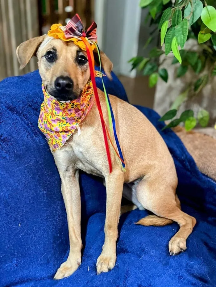 Cachorro raça SRD-ViraLata idade 1 ano nome sofia