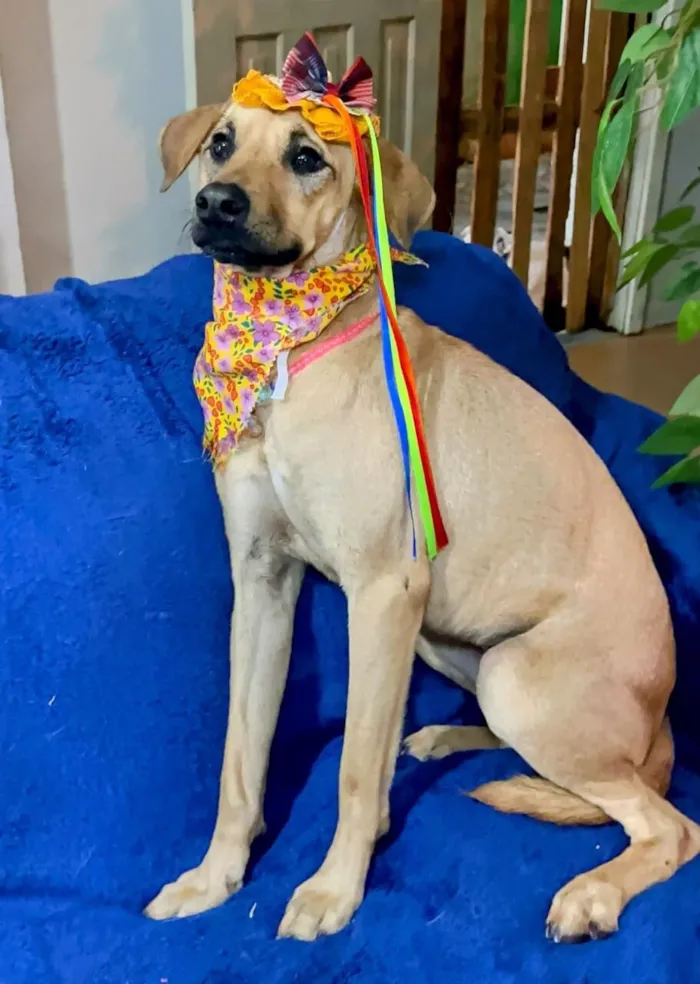 Cachorro raça SRD-ViraLata idade 1 ano nome sofia