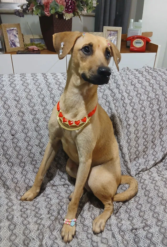 Cachorro raça SRD-ViraLata idade 1 ano nome sofia
