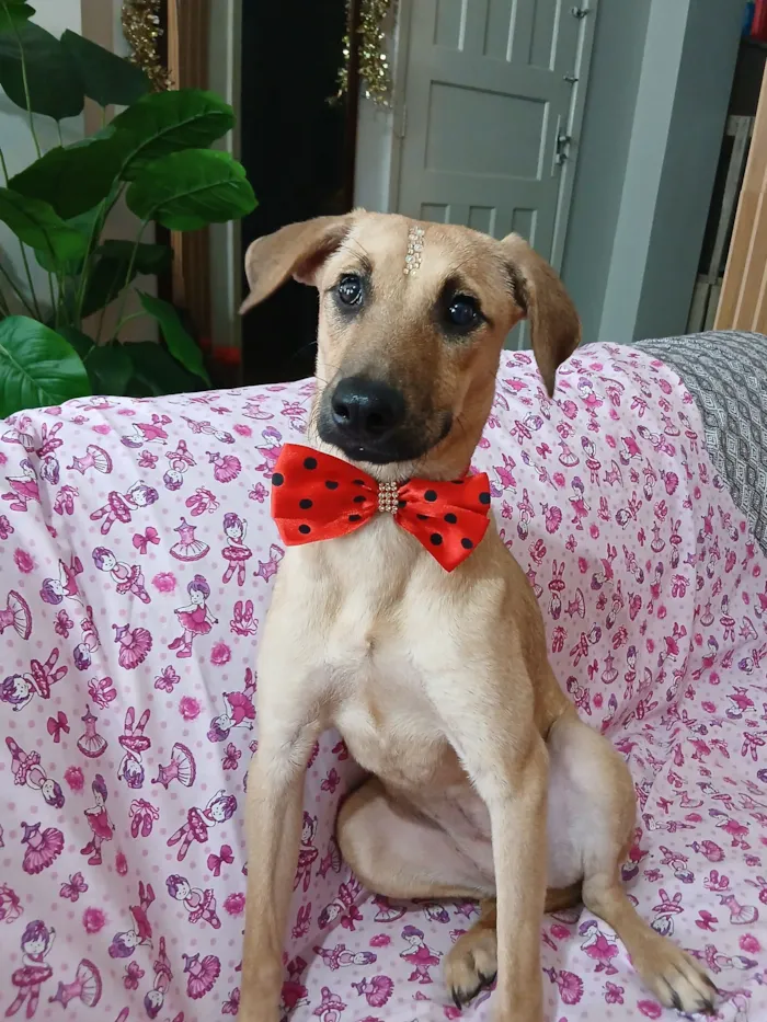 Cachorro raça SRD-ViraLata idade 1 ano nome sofia