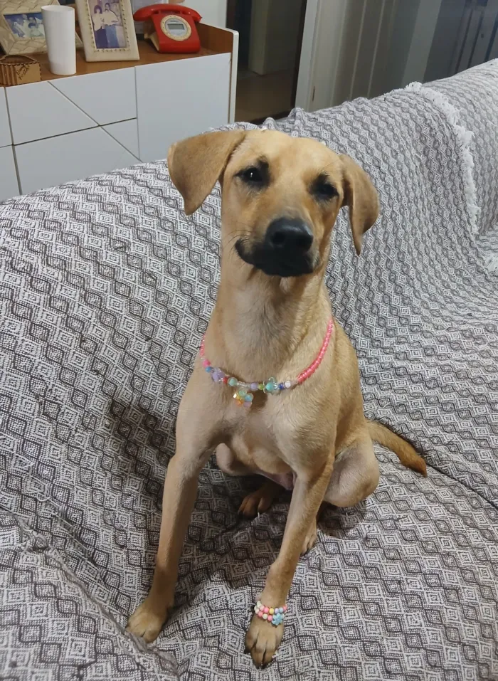 Cachorro raça SRD-ViraLata idade 1 ano nome sofia