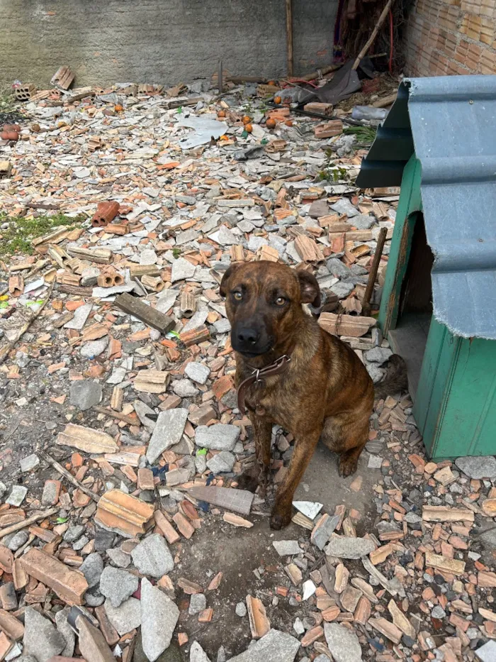 Cachorro raça SRD-ViraLata idade 1 ano nome Luka