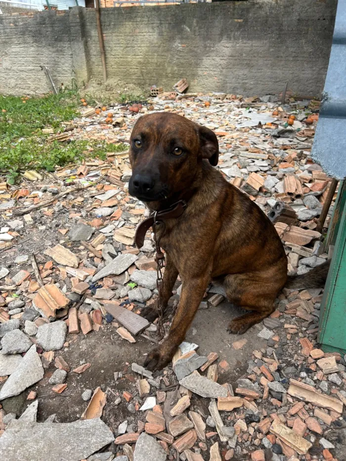 Cachorro raça SRD-ViraLata idade 1 ano nome Luka