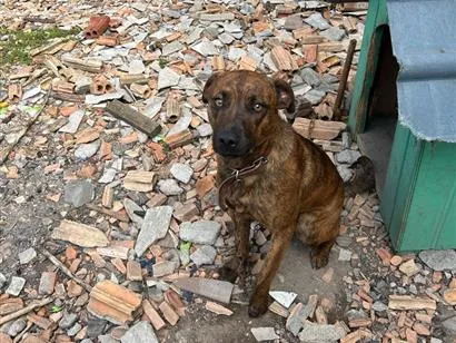 Cachorro raça SRD-ViraLata idade 1 ano nome Luka