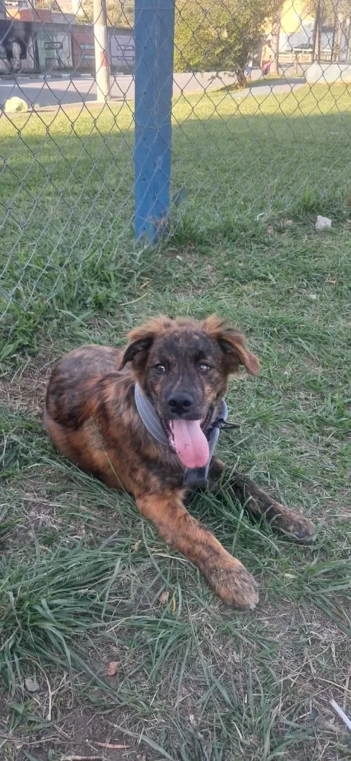 Cachorro raça SRD-ViraLata idade 2 a 6 meses nome Thor 