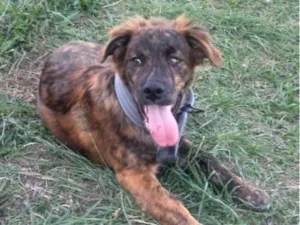 Cachorro raça SRD-ViraLata idade 2 a 6 meses nome Thor 