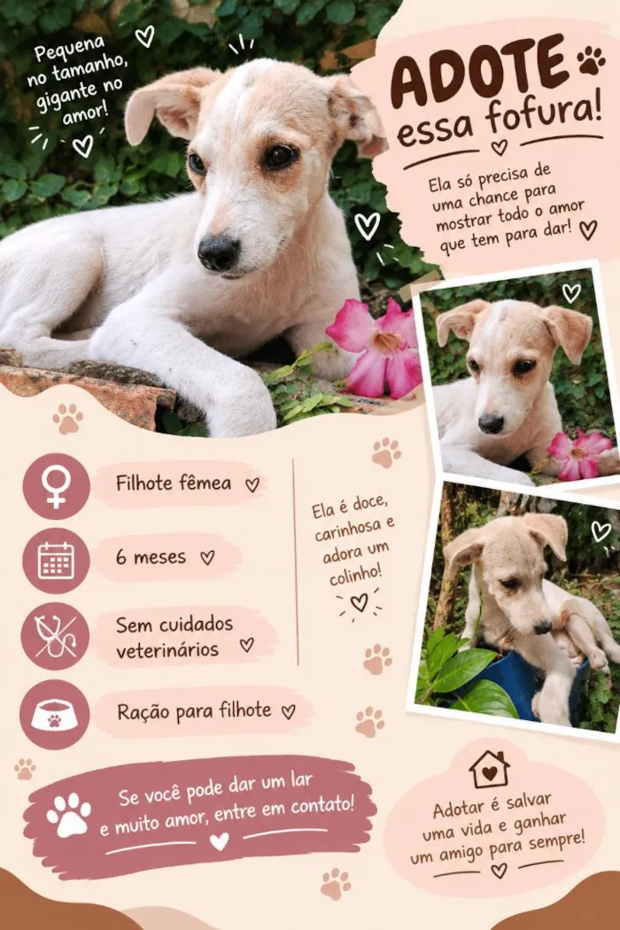 Cachorro raça SRD-ViraLata idade 2 a 6 meses nome Moranguinho
