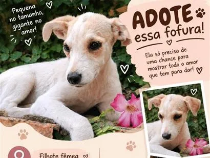 Cachorro raça SRD-ViraLata idade 2 a 6 meses nome Moranguinho
