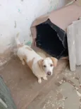 Bombom