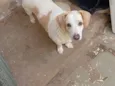 Bombom