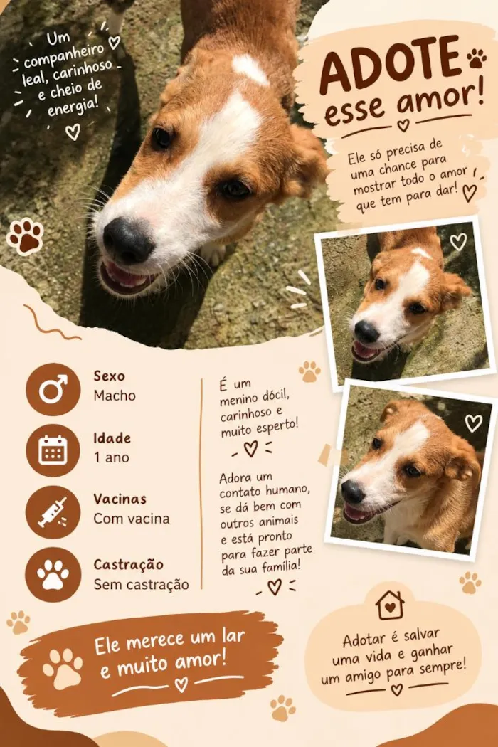 Cachorro raça SRD-ViraLata idade 1 ano nome Hector