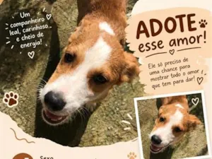 Cachorro raça SRD-ViraLata idade 1 ano nome Hector