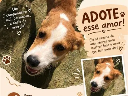 Cachorro raça SRD-ViraLata idade 1 ano nome Hector