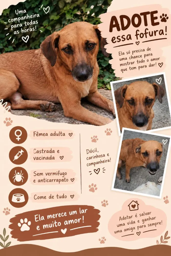 Cachorro raça SRD-ViraLata idade 5 anos nome Amelie