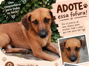 Cachorro raça SRD-ViraLata idade 5 anos nome Amelie