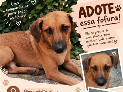Cachorro raça SRD-ViraLata idade 5 anos nome Amelie
